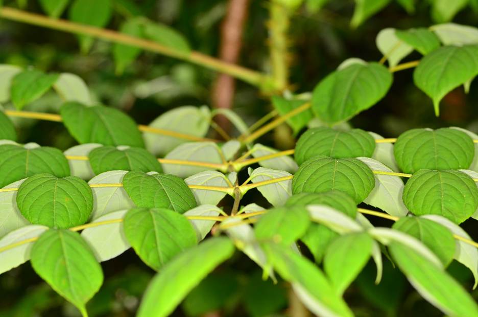 Close-up of a plant with green leaves

AI-generated content may be incorrect.