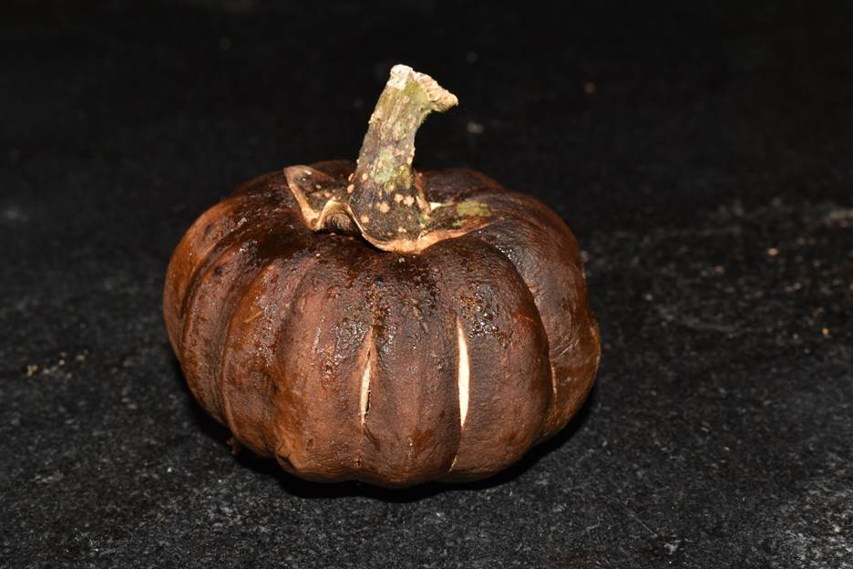 A pumpkin on a black surface

AI-generated content may be incorrect.