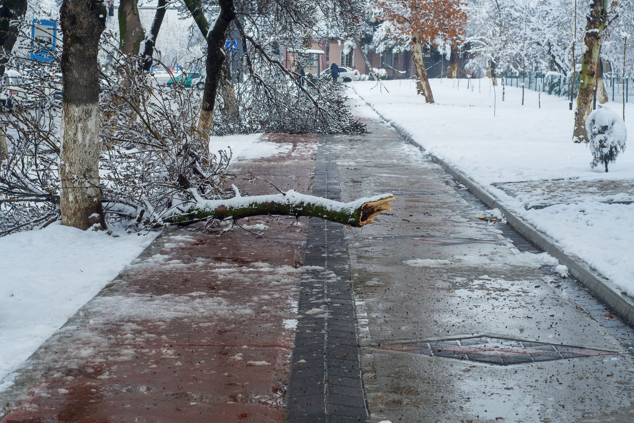 Protect Your Trees from Winter’s Damaging Snow and Ice