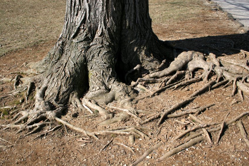 What’s a Root Crown and Why is it Important in Southeast Denver?