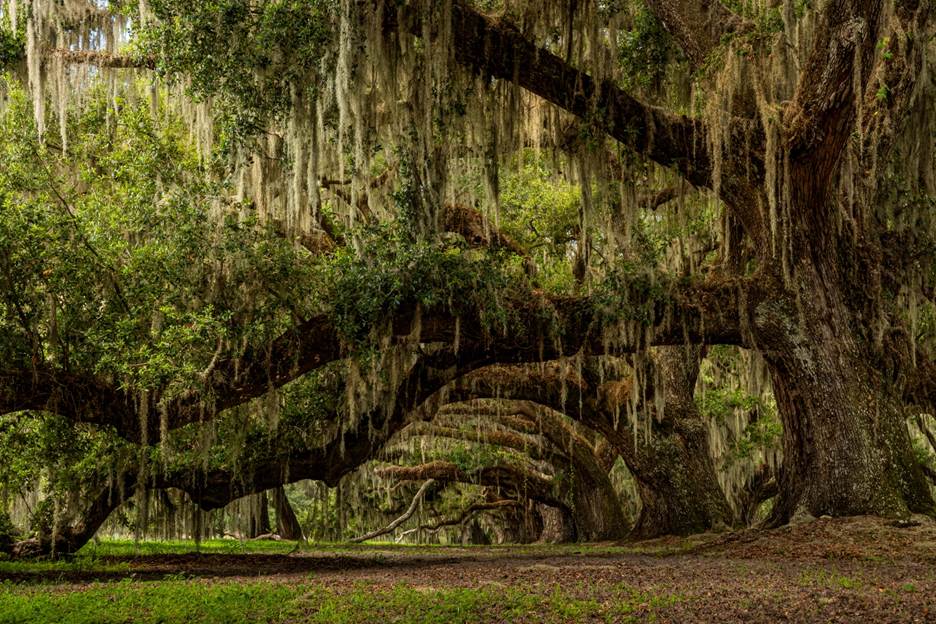 A large tree with moss from it

AI-generated content may be incorrect.