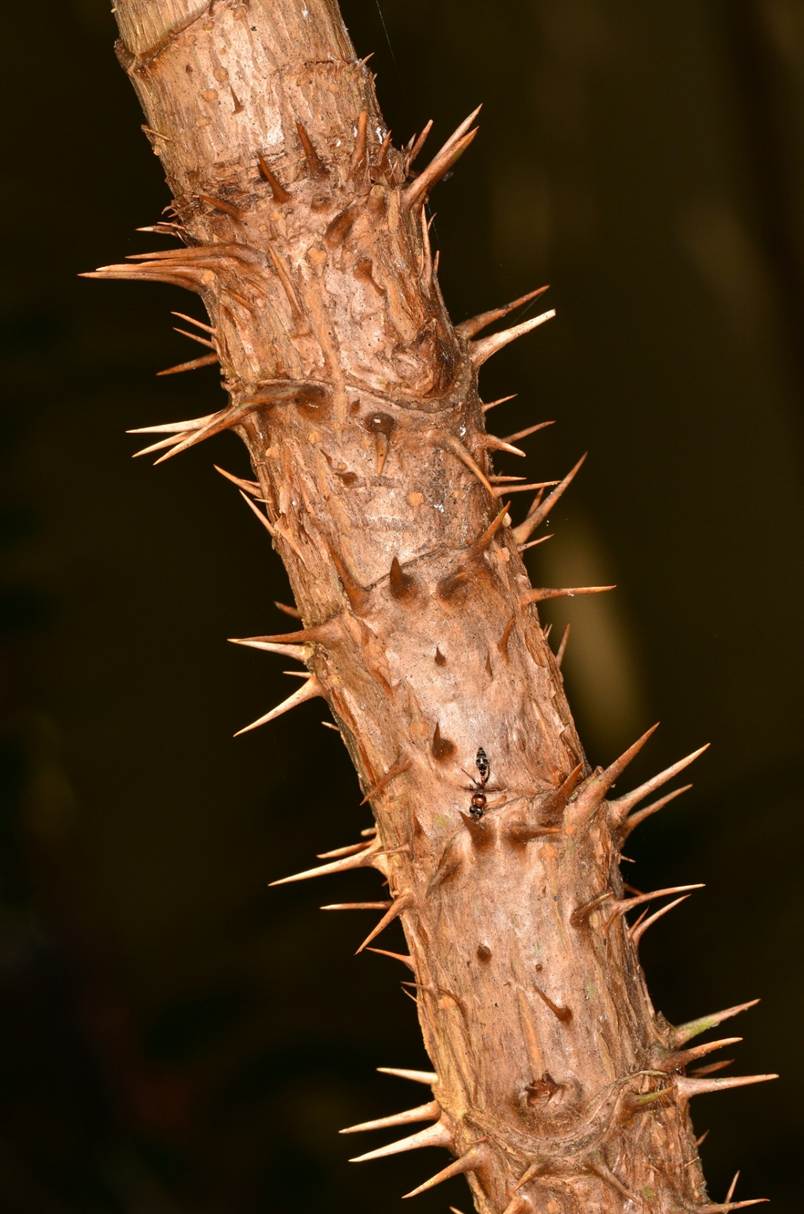 A close up of a plant stem

AI-generated content may be incorrect.