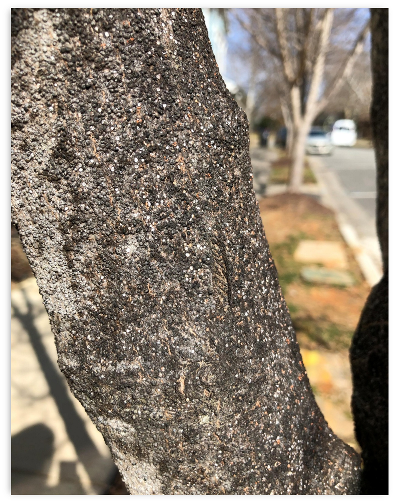 Gloomy Scale – An Unseen Killer of Red Maple Trees