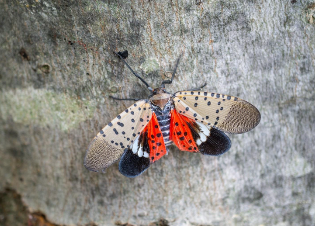 spotted lanternfly